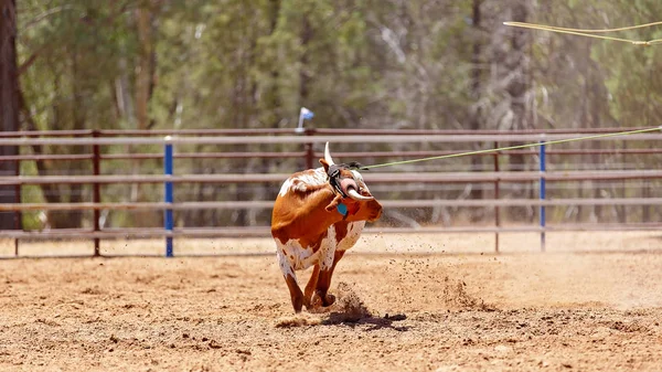 Cielę Lassoed Wokół Szyi Cielę Roping Konkurencji Kraju Rodeo — Zdjęcie stockowe
