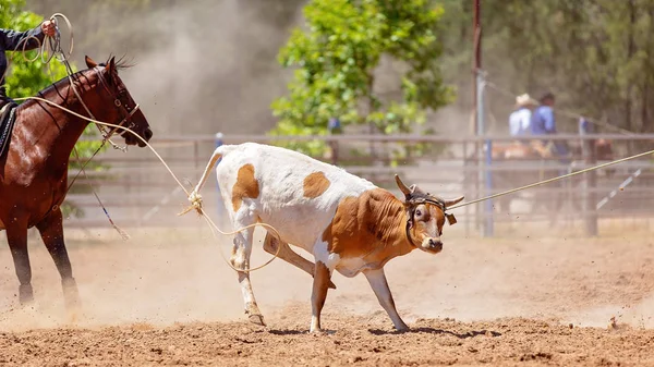 Kalf Lassoed Rond Nek Benen Tijdens Het Evenement Land Rodeo — Stockfoto