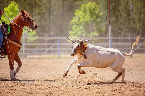 小牛在马背上的牛仔们在乡村竞技表演中试图套索 小牛吓得跑了起来 — 图库照片