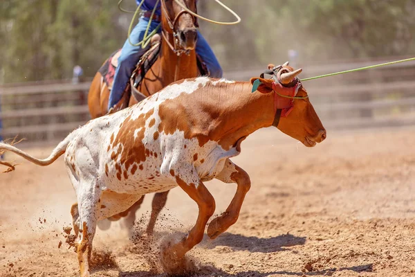 Kalven Snubblar Eftersom Det Försöker Fly Som Avgränsades Cowboys Ett — Stockfoto