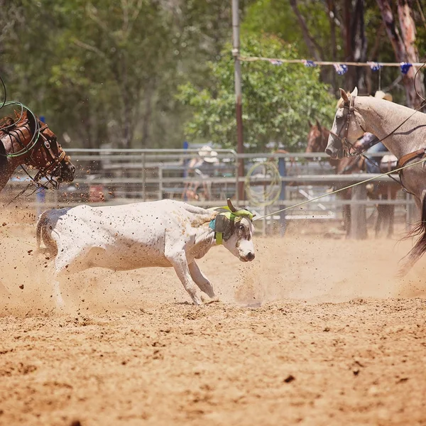 Animal being lassoed by cowboys in a team calf roping competition at an Australian country rodeo