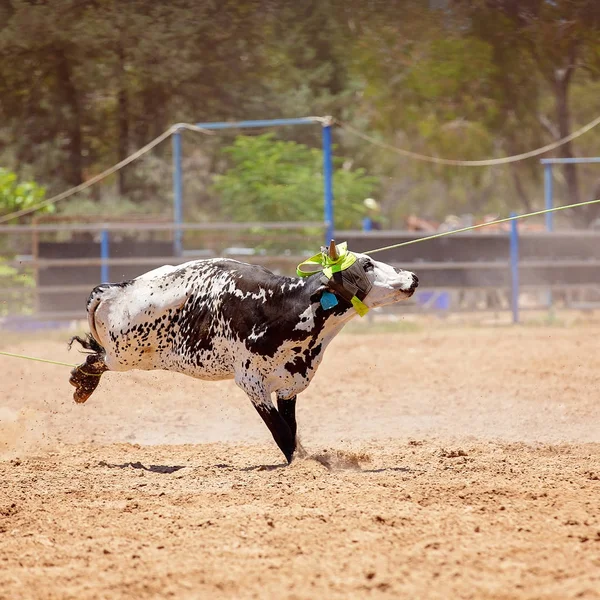 Animal being lassoed by cowboys in a team calf roping competition at an Australian country rodeo