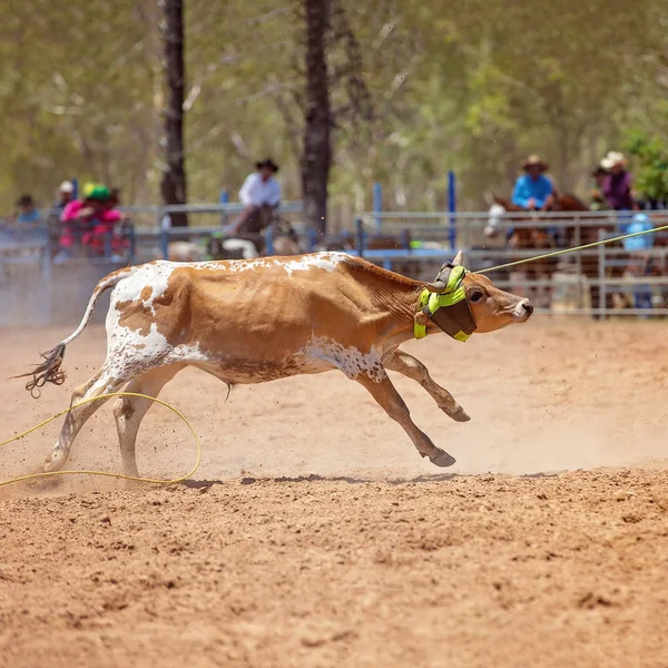 Animal Siendo Lassoed Por Los Vaqueros Equipo Terneros Competencia Cuerda —  Fotos de Stock