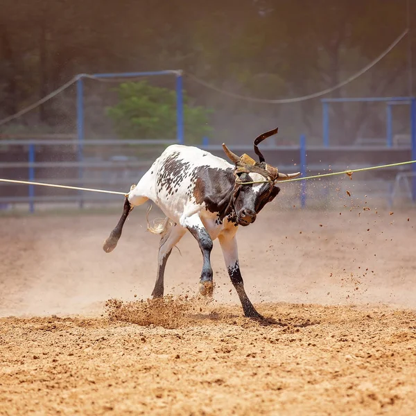 Animale Essere Lassoed Cowboy Una Gara Cordata Vitello Squadra Rodeo — Foto Stock