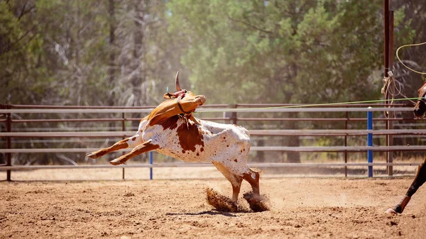 Australian Equipe Bezerro Roping Animal Sancionado Esporte Com Regulamentos Segurança — Fotografia de Stock