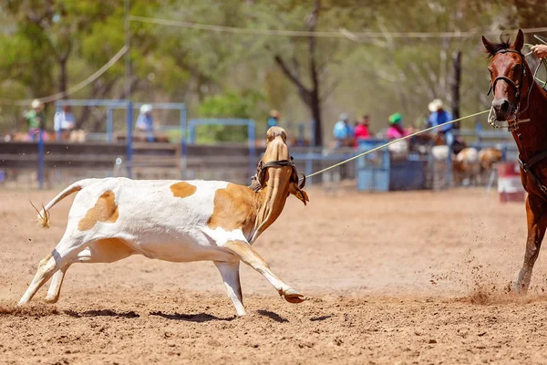 Australian Equipe Bezerro Roping Animal Sancionado Esporte Com Regulamentos Segurança — Fotografia de Stock