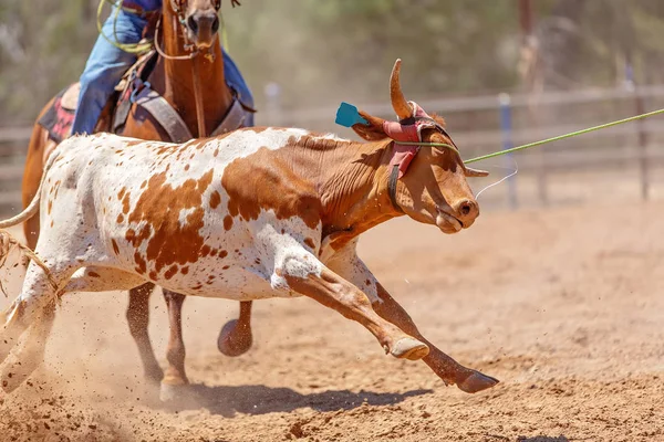 Equipo Australiano Cuerda Ternero Sancionado Deporte Animal Con Normas Seguridad —  Fotos de Stock