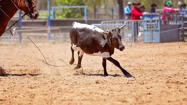 Avustralya Ekibi Buzağı Kementleme Onaylanmış Güvenlik Düzenlemeleri Ülke Rodeo Ile — Stok fotoğraf