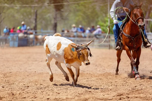 Αυστραλιανή Ομάδα Μόσχου Roping Κυρώσεις Ζώων Αθλητισμού Τους Κανονισμούς Ασφαλείας — Φωτογραφία Αρχείου