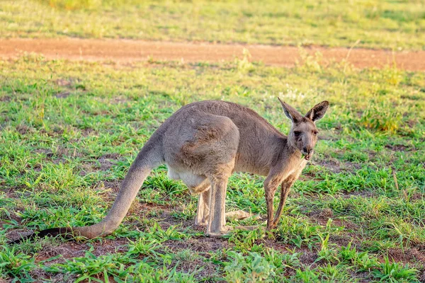 Australijski kangur jedzenia trawy o wschodzie słońca — Zdjęcie stockowe