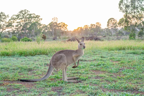 Australijski kangur żerowania w polu o świcie — Zdjęcie stockowe