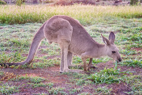 Australijski kangur żerowania w polu o świcie — Zdjęcie stockowe