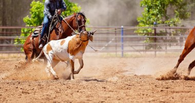 Ülke rodeoda Kementleme takım buzağı