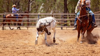Ülke rodeoda Kementleme takım buzağı