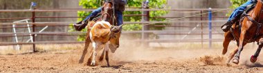 Bir buzağı - takım buzağı Kementleme rekabet ülke Rodeo lassoing