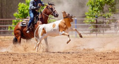 Bir buzağı - takım buzağı Kementleme rekabet ülke Rodeo lassoing