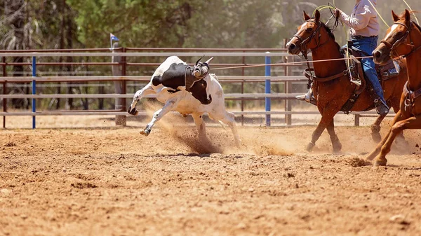 Team kalv Roping på land Rodeo — Stockfoto