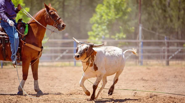 Team kalf moulinette op land Rodeo — Stockfoto