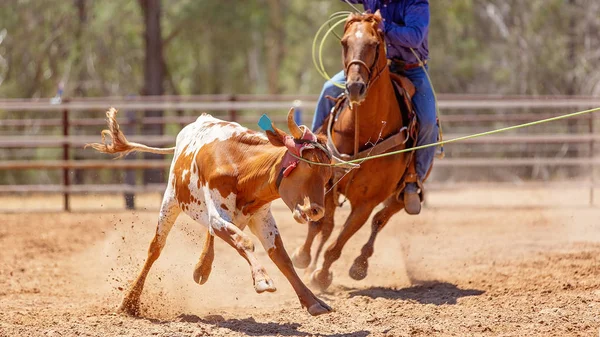 Team Calf Roping At Country Rodeo (engelsk). – stockfoto