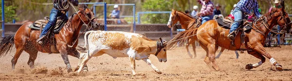 Equipo Calf Roping At Country Rodeo —  Fotos de Stock