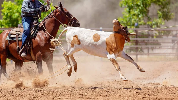 Zespołu cielę Roping Rodeo Country — Zdjęcie stockowe