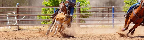 Lassoing van een kalf - Team kalf moulinette concurrentie op land Rodeo — Stockfoto