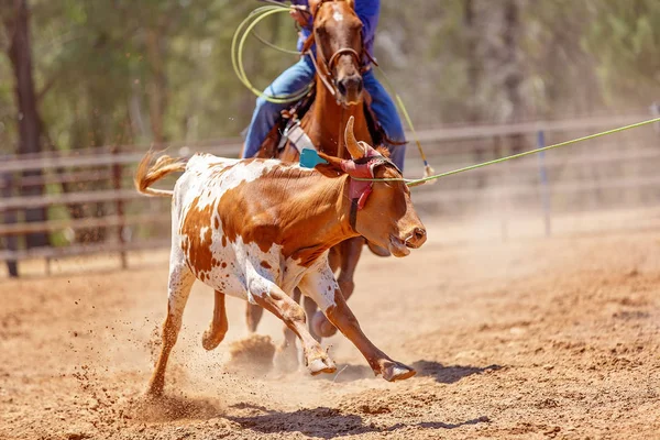 Team kalv Roping på land Rodeo — Stockfoto