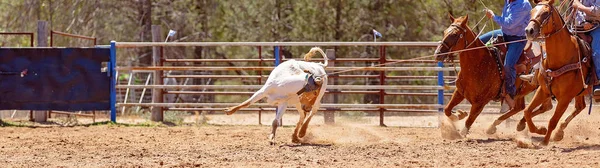 Lassoing A Vitello - Concorso di corda per vitelli di squadra al Country Rodeo — Foto Stock