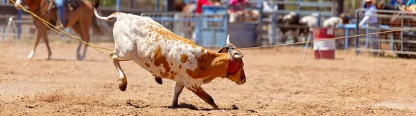 Lassoing A Vitello - Concorso di corda per vitelli di squadra al Country Rodeo — Foto Stock