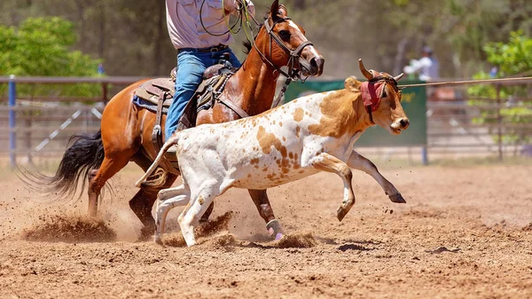 Lassoing van een kalf - Team kalf moulinette concurrentie op land Rodeo — Stockfoto