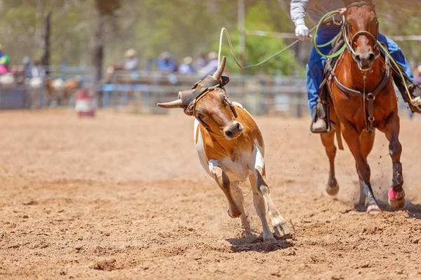Lassoing egy borjú - csapat borjú Roping versenyt az országban Rodeo — Stock Fotó
