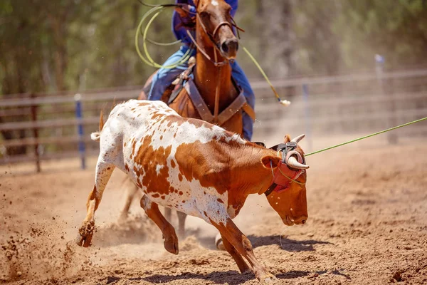 Lassoing egy borjú - csapat borjú Roping versenyt az országban Rodeo — Stock Fotó