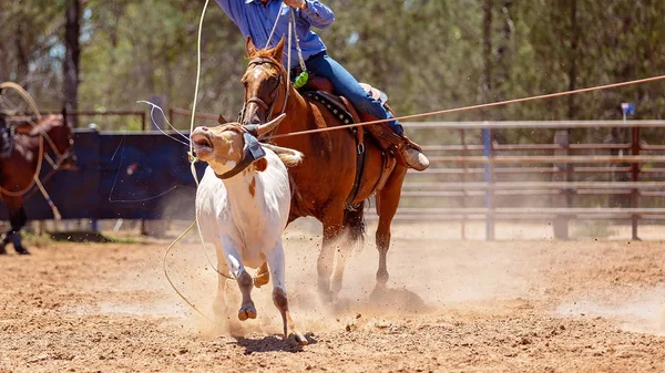 Lassoing egy borjú - csapat borjú Roping versenyt az országban Rodeo — Stock Fotó