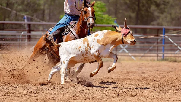 Lassokastning en kalv - Team kalv Roping konkurrens på land Rodeo — Stockfoto