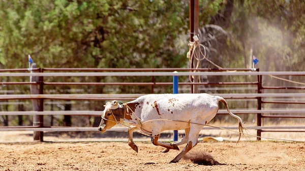 拉索宁小牛-小牛在乡村罗迪欧的团队小牛 R汀比赛 — 图库照片