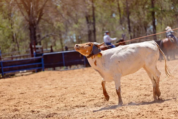 Lassoing A Calf - Team Calf Roping Competition At Country Rodeo