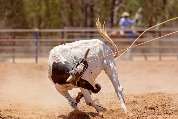 Lassoing A Vitello - Concorso di corda per vitelli di squadra al Country Rodeo — Foto Stock