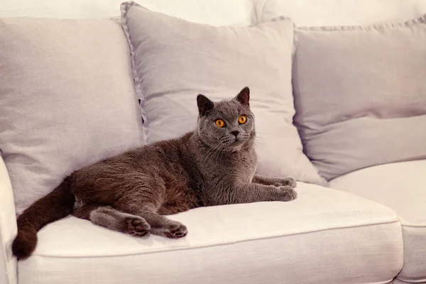 British Short Hair Cat Lounging em um sofá — Fotografia de Stock