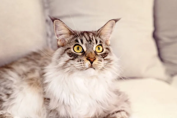 Close Up Of Main Coon Gato Feminino — Fotografia de Stock