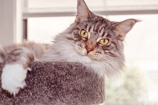 Gyönyörű fő mosómedve macska ül egy karcolás Pole — Stock Fotó