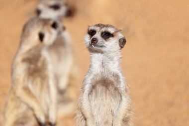 Bir Grup Meerkat Etrafa Bakıyor