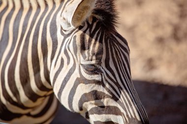 Bir Zebra'nın eşsiz siyah beyaz çizgili deseni