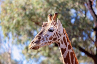 Benzersiz Uzun Boyunlu Uzun Bacaklı Zürafa