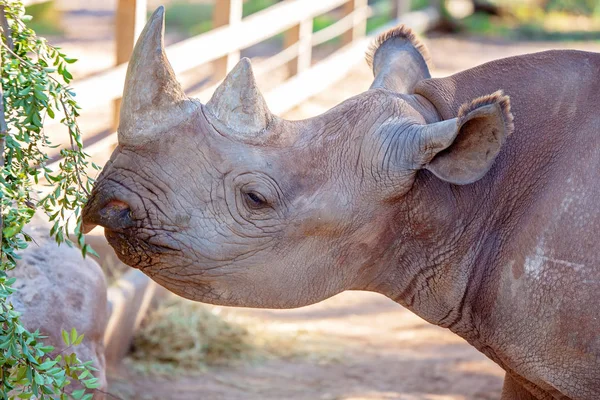 A Black Rhinoceros Chewing A Green Bush — Stock Photo, Image