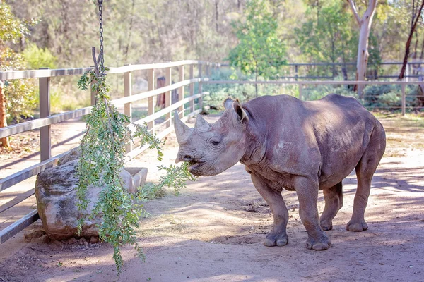Een zwarte Rhinoceros kauwen een groene struik — Stockfoto
