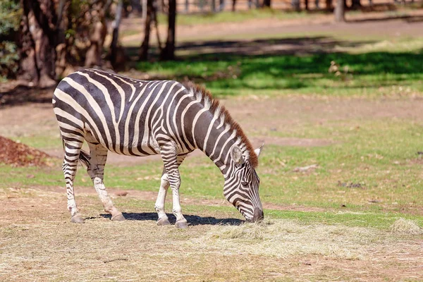 Das einzigartige schwarz-weiße Streifenmuster eines Zebras — Stockfoto
