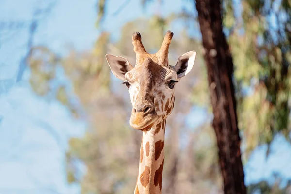 Közelkép egy zsiráf fejéről. — Stock Fotó