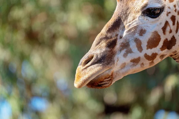 Primer plano de la nariz de una jirafa — Foto de Stock