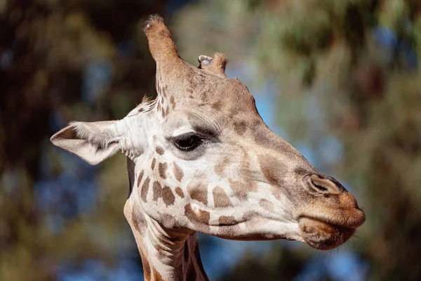 Primer plano de la cabeza de una jirafa — Foto de Stock