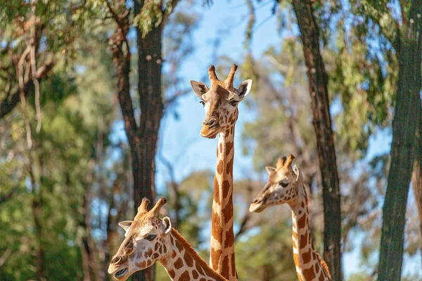 A única Girafa de pernas compridas de pescoço longo — Fotografia de Stock